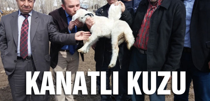 Erzurum'da kanatlı kuzu...