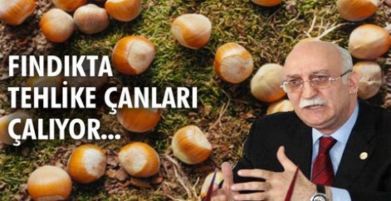 Fındık üreticisinin desteğe ihtiyacı var