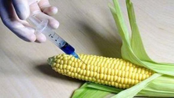 GDO'lu mısır unu operasyonunda 6 kişi serbest bırakıldı