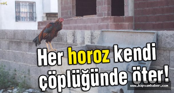 Her horoz kendi çöplüğünde öter!