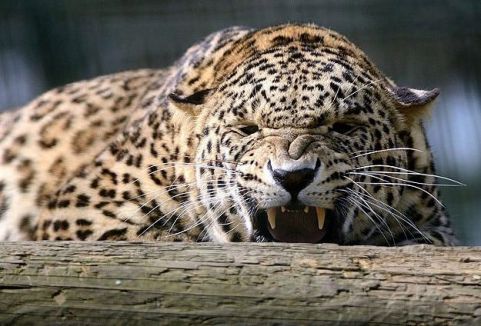 Hindistan'da bir kadın leopar öldürdü
