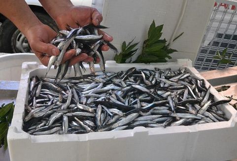 İlk gün avı hamsinin fiyatını düşürdü