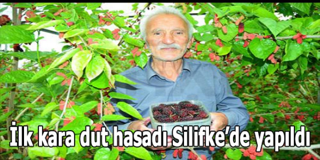 İlk kara dut hasadı Silifke’de yapıldı