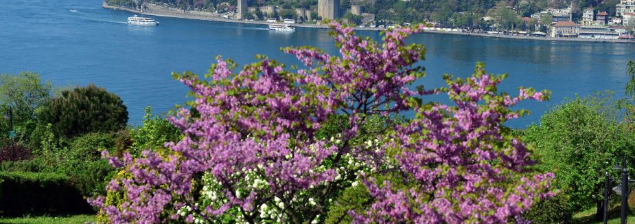 İstanbul'da erguvan vakti...