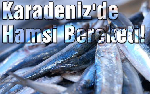 Karadeniz'de Hamsi Bereketi!