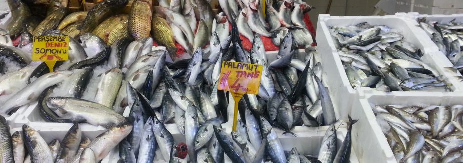 Karadeniz'de hamsi yerine palamut çıkıyor