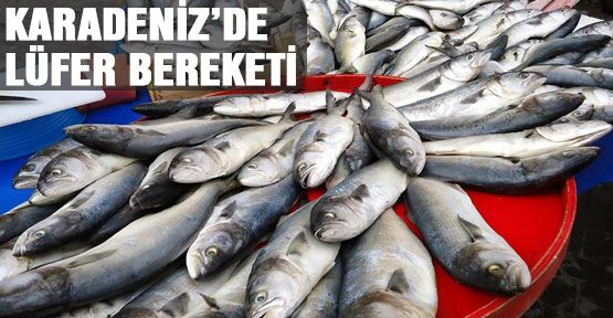 Karadeniz'de lüfer bereketi