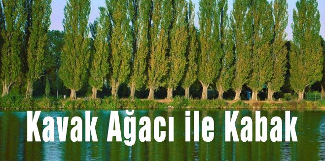 Kavak Ağacı ve Kabak