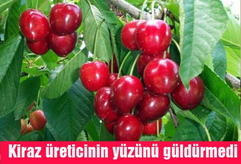 Kiraz yüz güldürmedi...