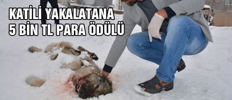 Köpek katilini yakalatana 5 bin lira ödül