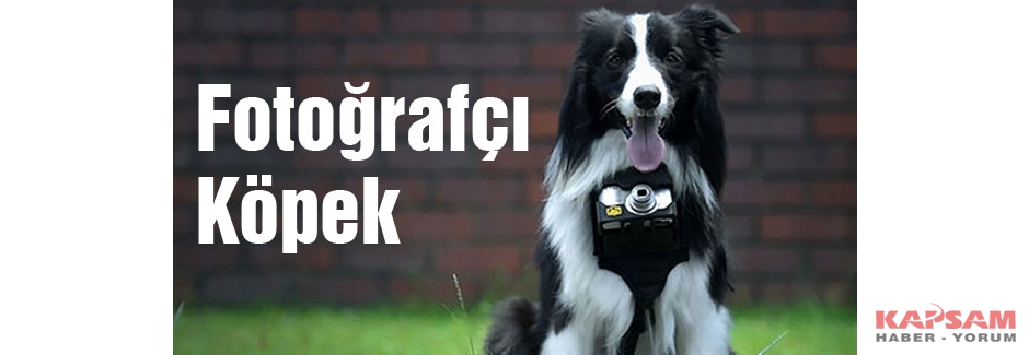 Köpeklerde fotoğraf çeker...