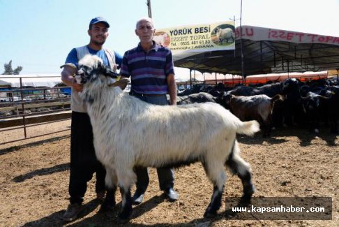 Kurbanlık Dev Teke Görenleri şok etti!