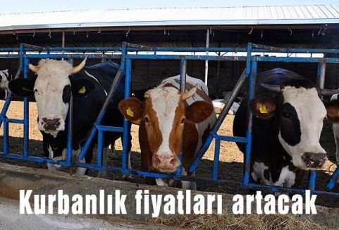 Kurbanlık fiyatlarında şok yaşanacak