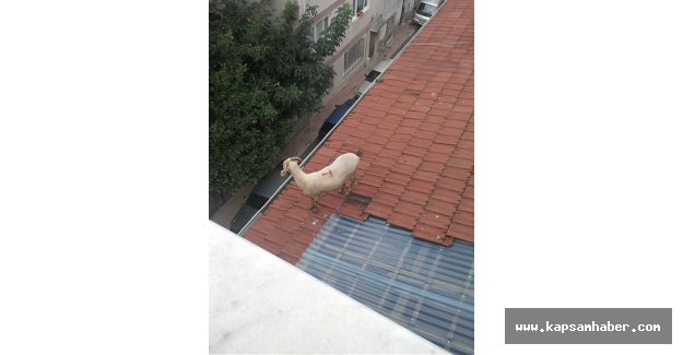 Kurbanlık koyun çatıya çıktı