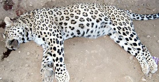 Leoparın vurulmasıyla ilgili soruşturma sürüyor...