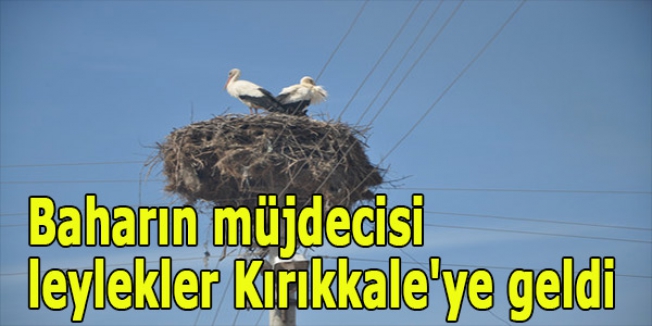 Leylekler Baharı Müjdelemeye Geldi