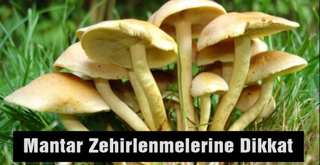 Mantar Zehirlenmelerine Dikkat!