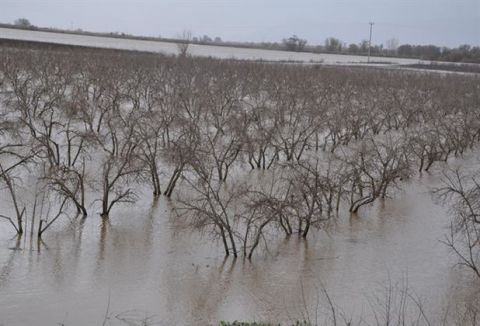 Menderes Nehri taştı, ekili alanlar su altında kaldı