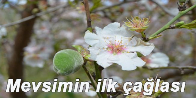 Mevsimin ilk çağlasının kilosu 30 TL