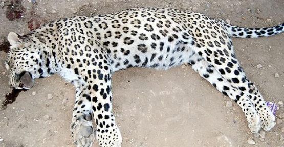 Öldürülen leopar İran Parsı çıktı