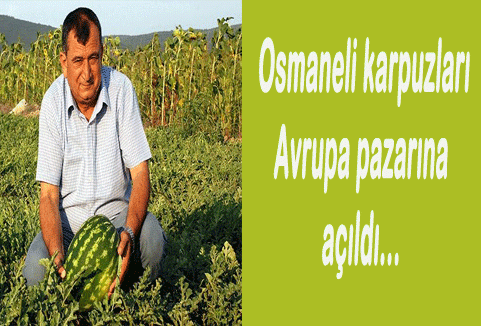 Osmaneli karpuzları Avrupa pazarına açıldı...
