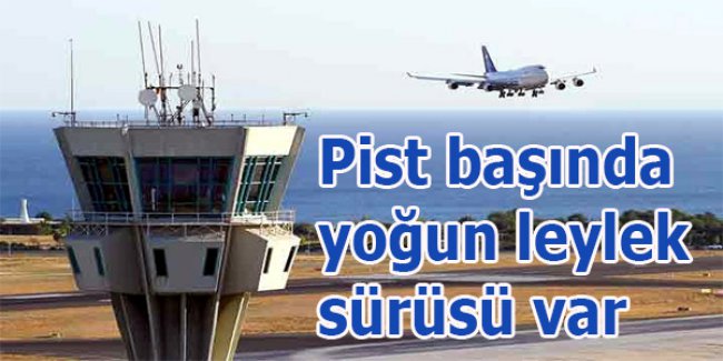 Pist başında yoğun leylek sürüsü var