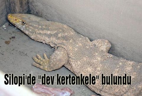 Silopi'de