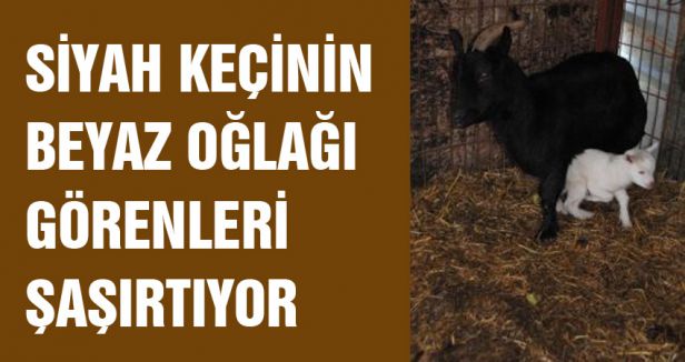 SİYAH KEÇİNİN BEYAZ OĞLAĞI GÖRENLERİ ŞAŞIRTIYOR