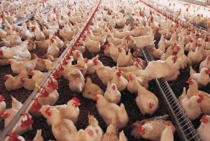 Tavukların İlahi Dinlediğini Biliyor muydunuz?