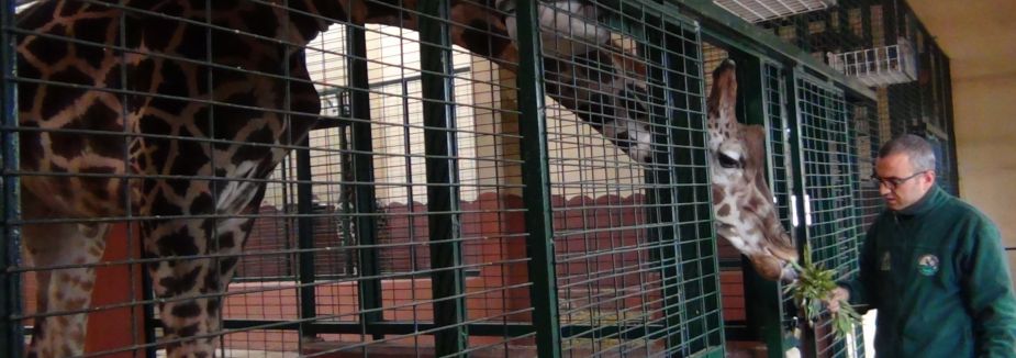 tropikal iklim canlıları, kışlık alanlara alındı
