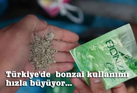 Türkiye'de bonzai kullanımı hızla büyüyor...