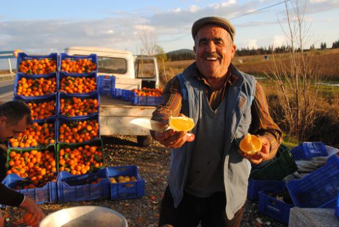 Üretici portakalı dalında çürümemesi için