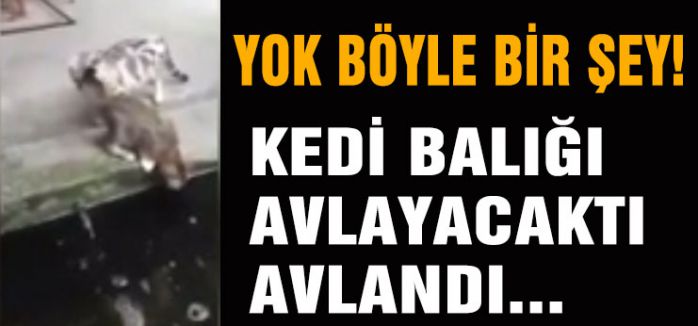 Yok böyle bir şey! Balık, kıyıda avlanan kediyi yuttu...