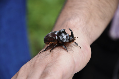 Dünya'nın en güçlü böceği Amasya'da bulundu