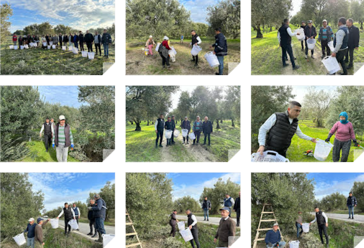 Manisa'da Zeytin Budamasına Destek