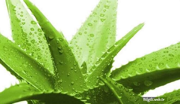 Aloe Vera Saça Nasıl Kullanılır