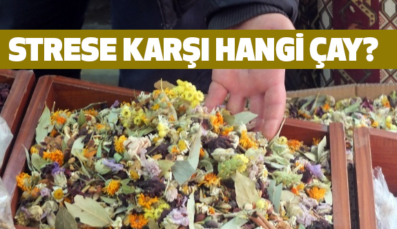 stresi yok eden bitkiler