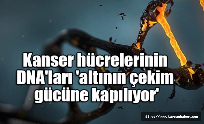 Kanser hücrelerinin DNA'ları 'altının çekim gücüne kapılıyor'