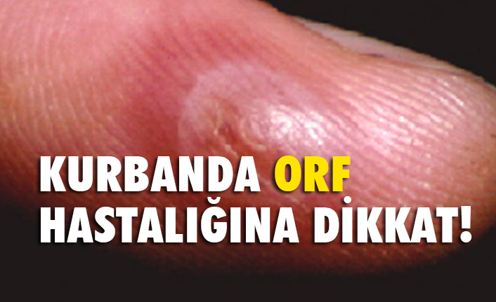 Kurban Bayramı'nda Acemi kasaplara Orf Hastalığı Uyarısı!