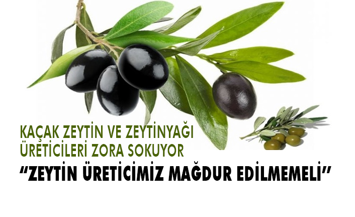 Kaçak zeytin ve zeytinyağı yerli üreticiyi zora sokuyor