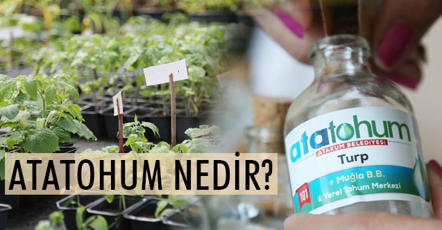 AtaTohum nedir, Ata Tohum Neden Önemli