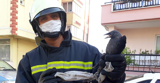 Doğaya Gelişigüzel Atılan Maske Bir Canın Sonu Oluyordu!
