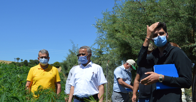 Samsun İl Tarım Müdür Sağlam'dan Havza'da 'Kenevir' İncelemesi