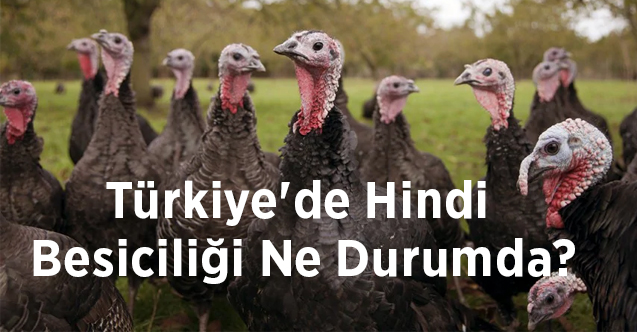 Hindilerin Tarihi Nedir Turkiye De Hindi Besiciligi Ne Durumda