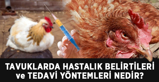 Kanatli Tavuk Hastaliklari Neden Cikiyor Nasil Hizla Yayiliyor