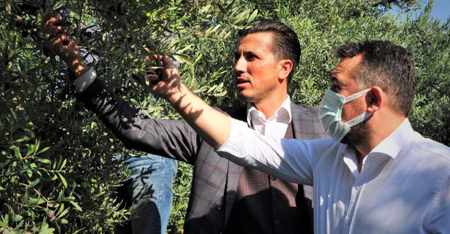 İYİ Partili Eryılmaz, zeytin üreticilerinin sorunlarını yerinde dinledi
