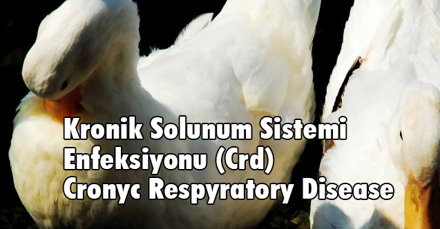 Kronik Solunum Sistemi Enfeksiyonu (Crd) Cronyc Respyratory Disease