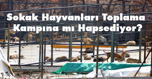 samsun buyuksehir sokak hayvanlarini toplama kampina mi hapsediyor