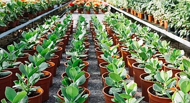 Uzun Saksı Modelleri Ve Kullanım Alanları