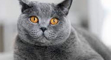 Hekim Kontrolleri Yalnızca Kedilerin Değil, İnsanların da Sağlığını Korur!